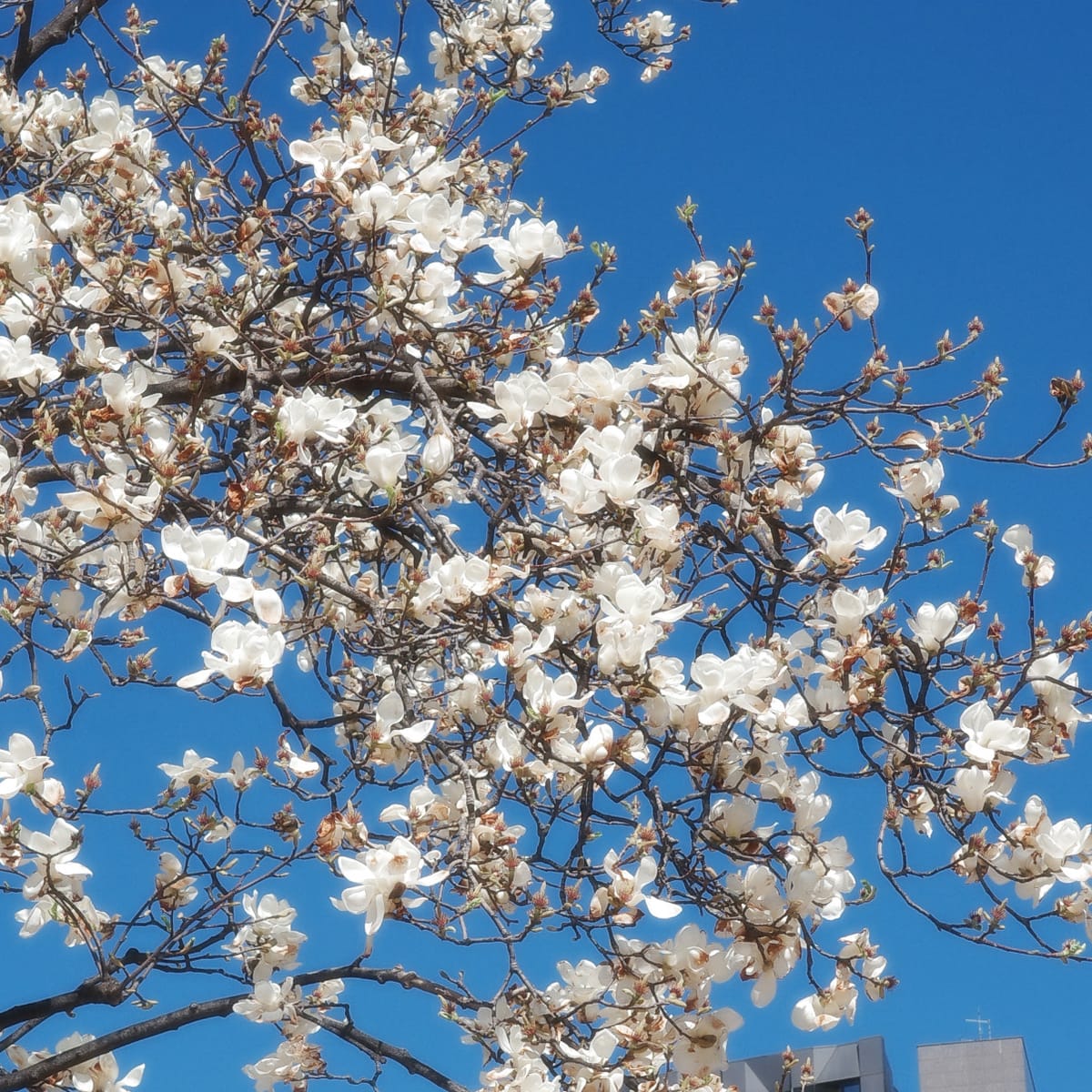 Pre-Auth Denial-of-Service in Django < 6.0.4, 5.2.13, and 4.2.30